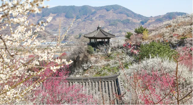 광양 매화마을 축제