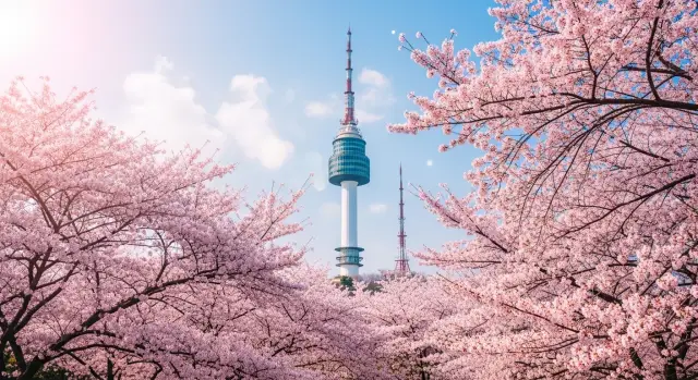 벚꽃 개화시기가 늦은 서울
