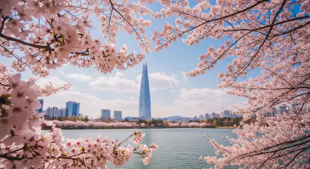 벚꽃이 활짝핀 석촌 호수